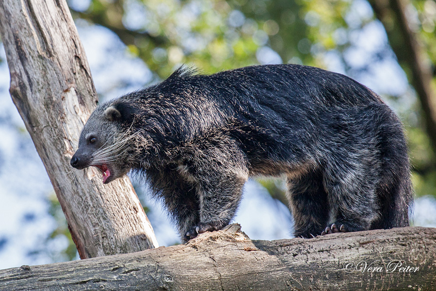 Binturong