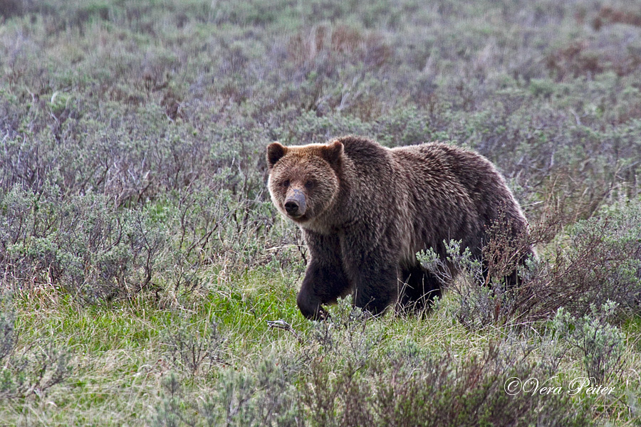 Braunbär oder Grizzly