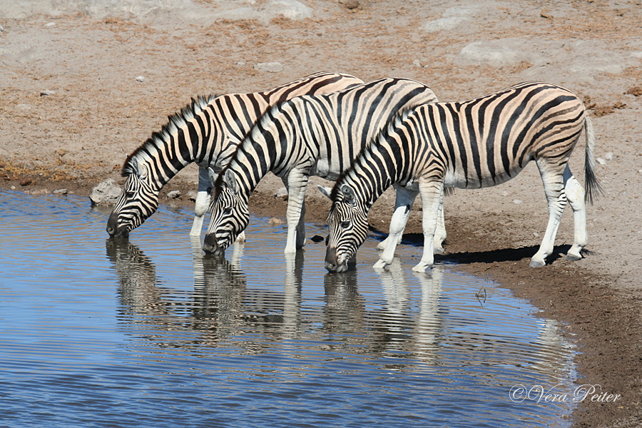 Burchell-Zebra