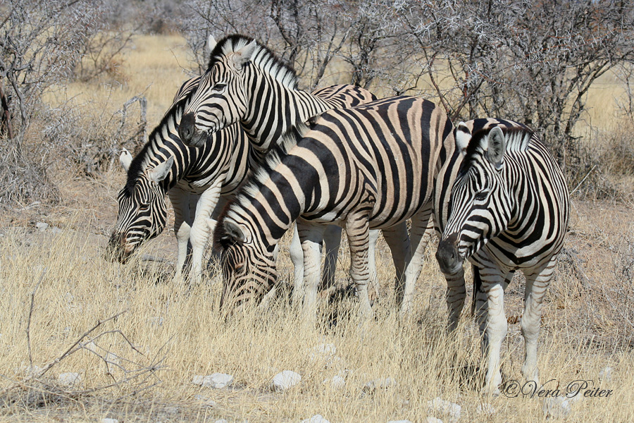 Burchell-Zebra