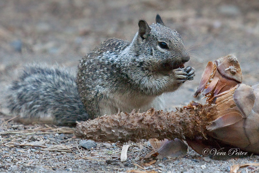 California Squirrel