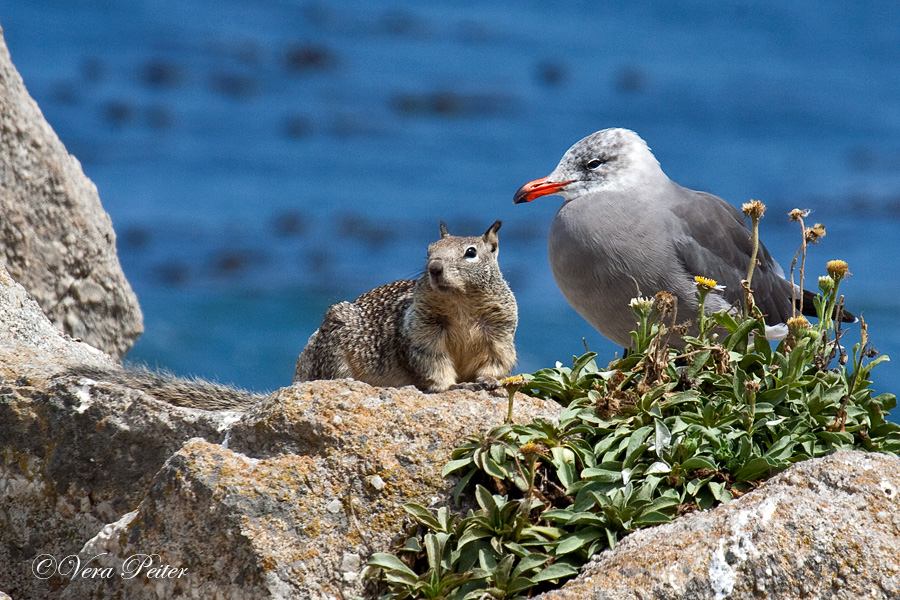 California Squirrel