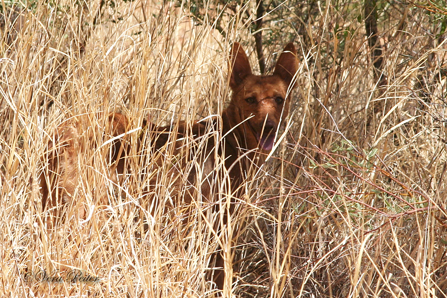 Dingo