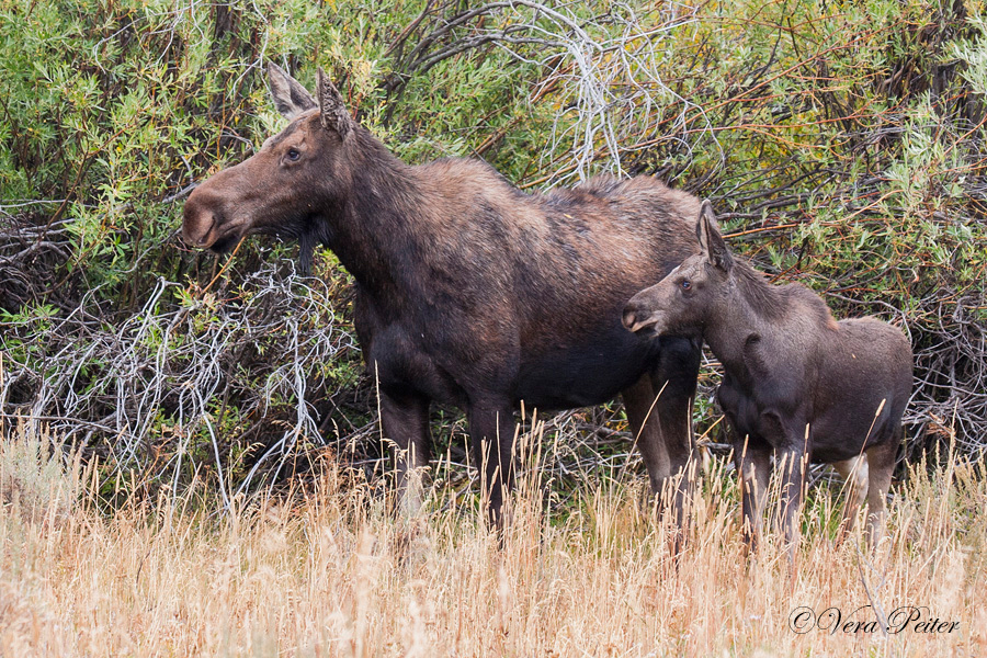 Yellowstone-Elch