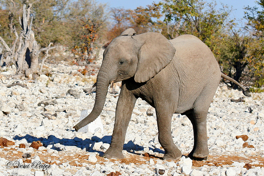 Afrikanischer Elefant