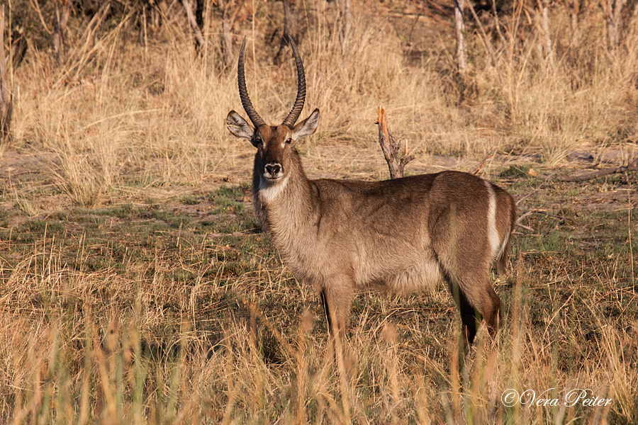 Ellipsenwasserbock