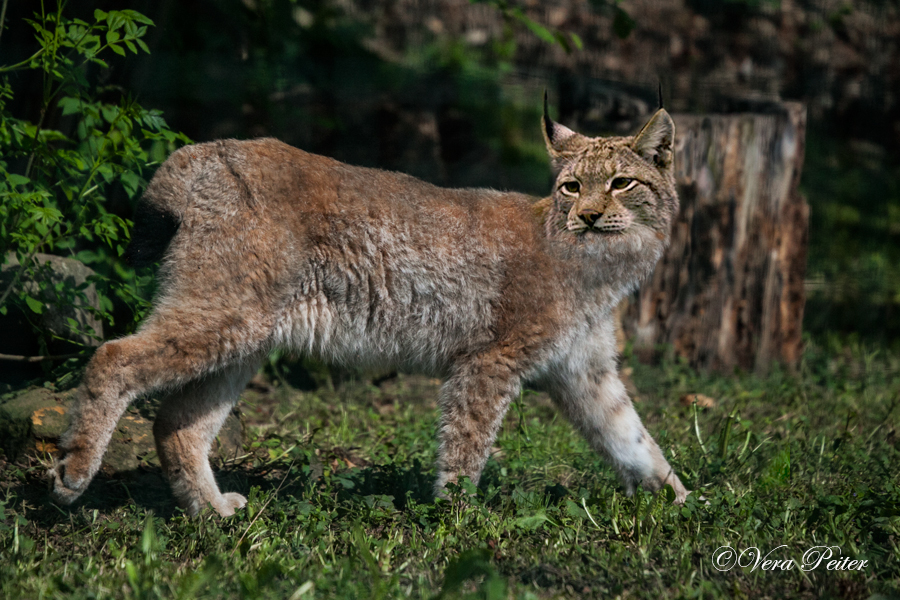 Eurasischer Luchs