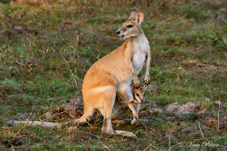 Flinkwallaby