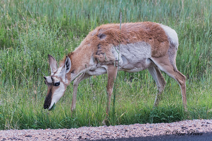 Gabelbock