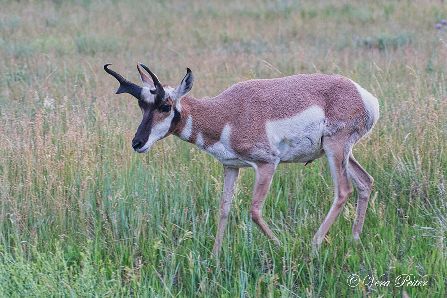 Gabelbock