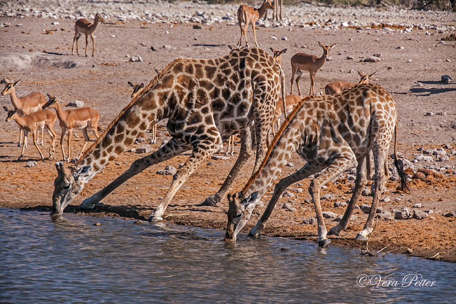 Giraffen