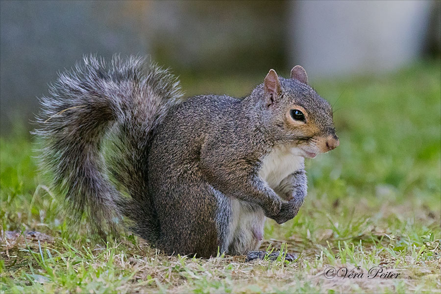 Grauhörnchen