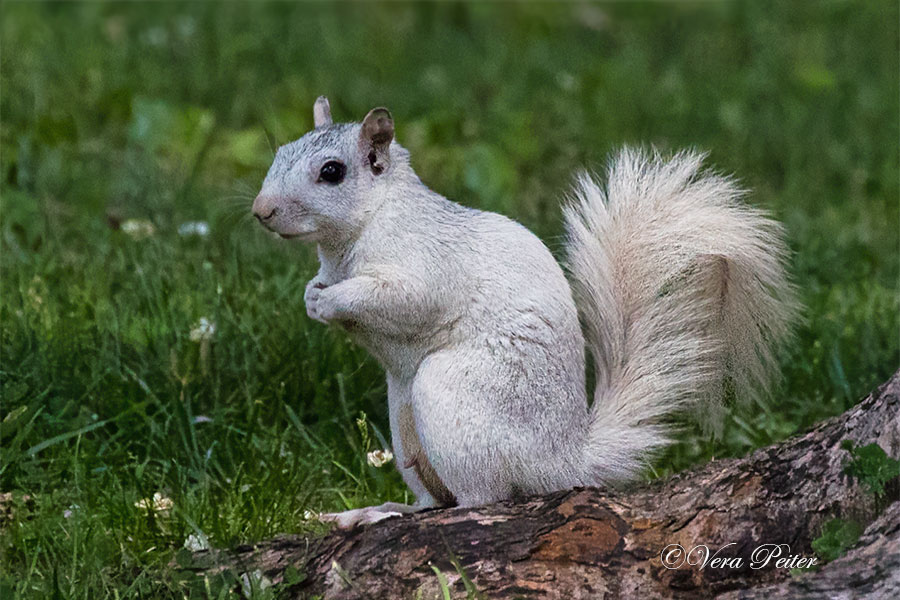 Grauhörnchen