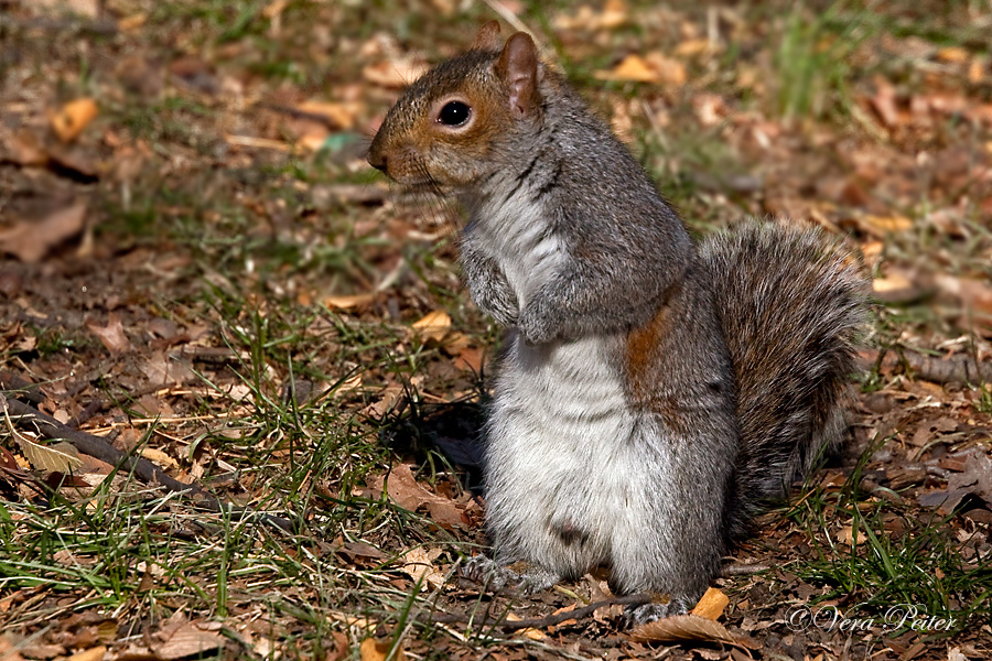 Grauhörnchen