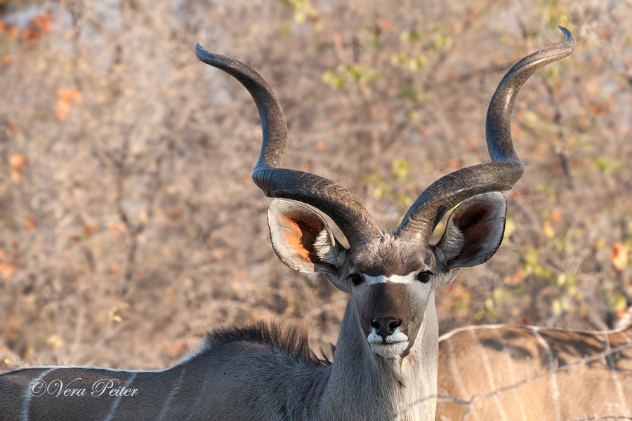 Großer Kudu