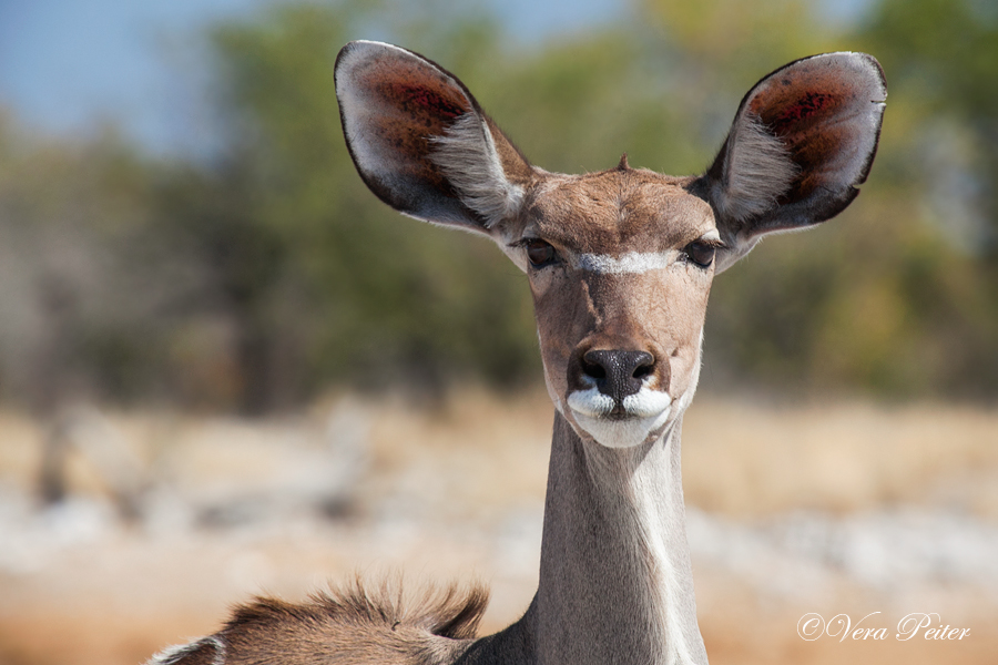 Großer Kudu