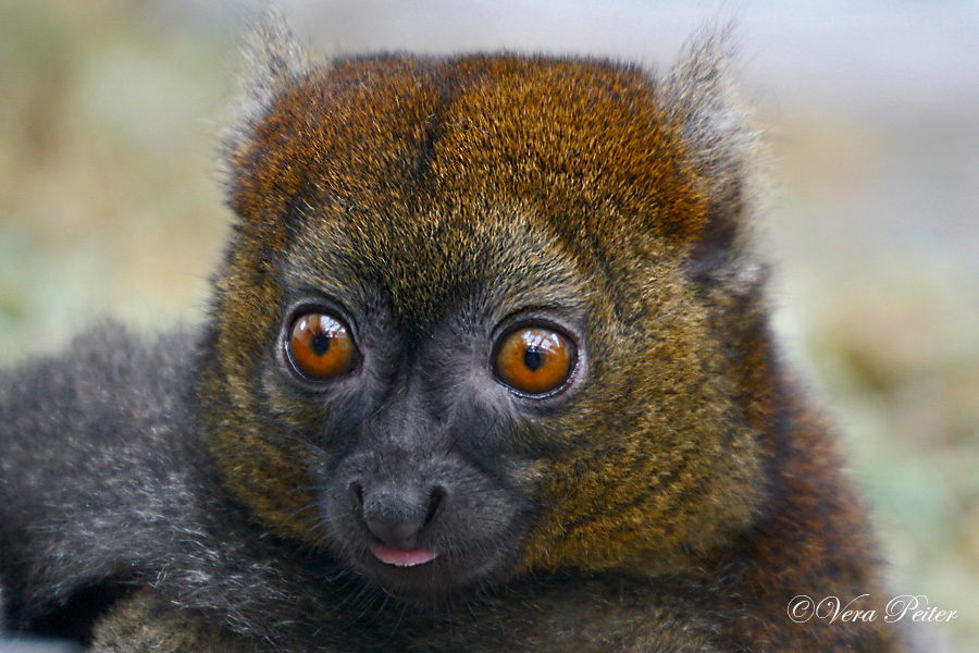 Großer Bambuslemur