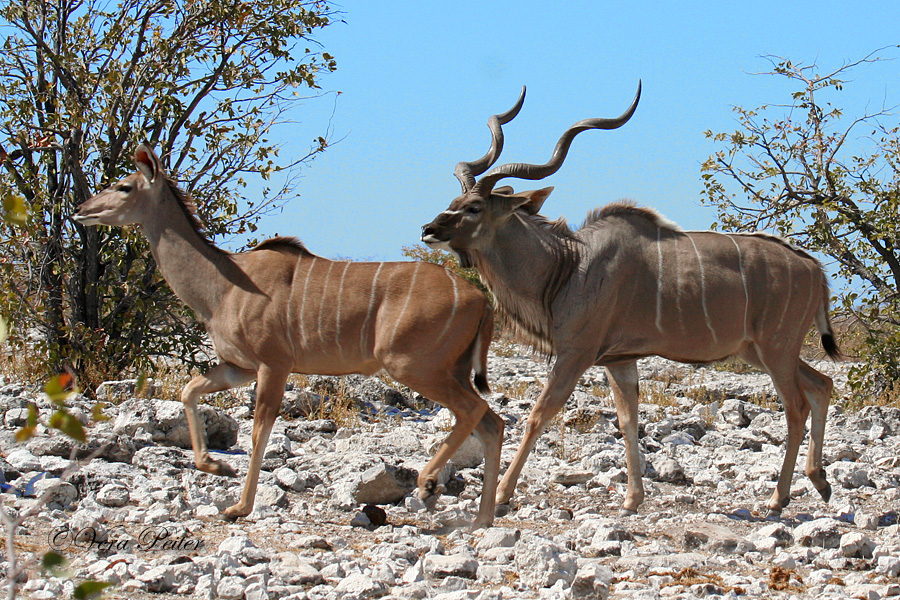 Großer Kudu