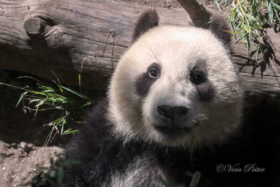 Großer Panda