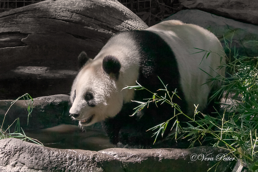 Großer Panda