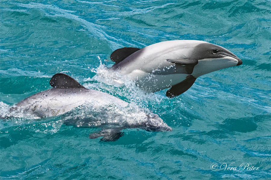 Hector-Delfin