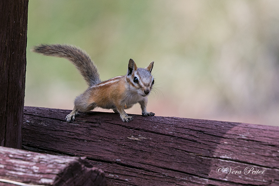 Hopi-Streifenhörnchen