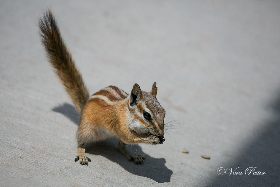 Hopi-Streifenhörnchen