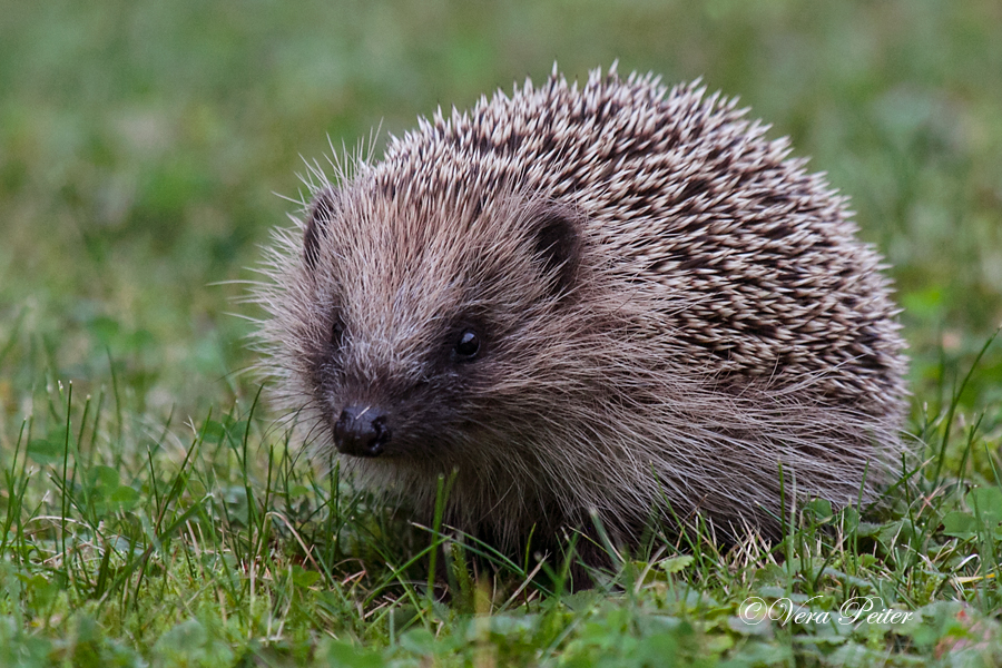 Igel