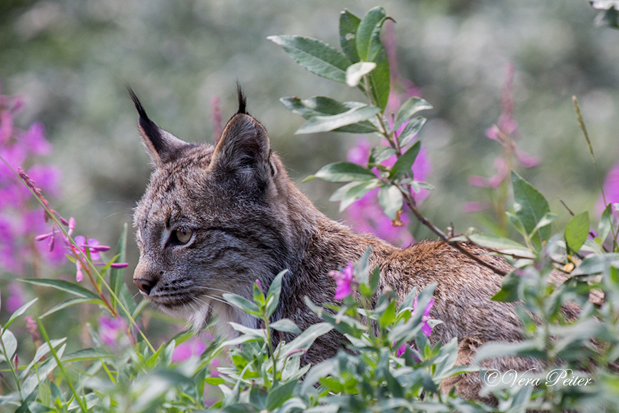 Kanadischer Luchs