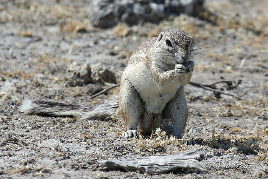 Kap-Borstenhörnchen