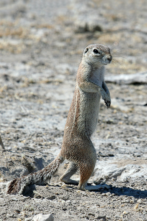 Kap-Borstenhörnchen