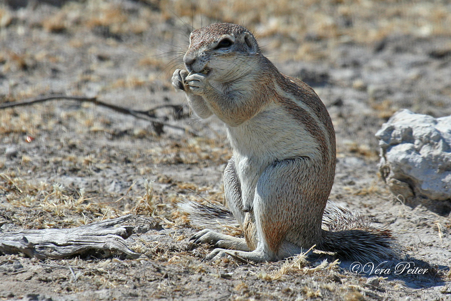 Kap-Borstenhörnchen