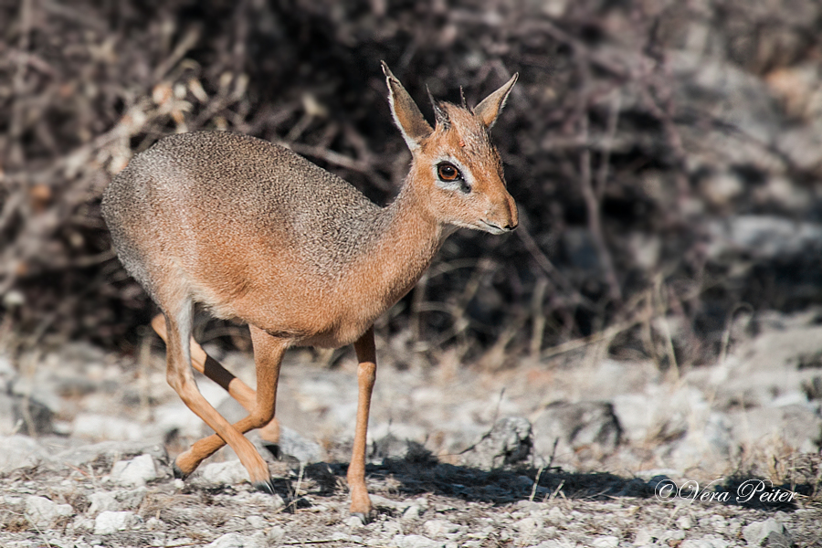 Kirk-Dikdik