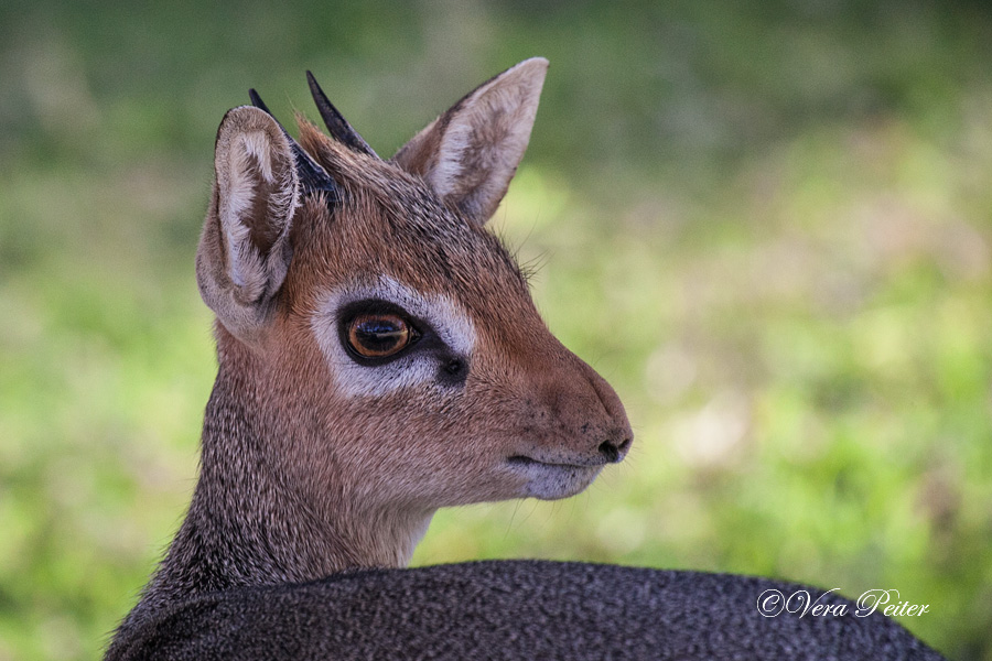 Kirk-Dikdik