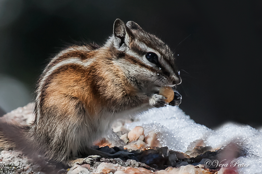 Kleiner Chipmunk