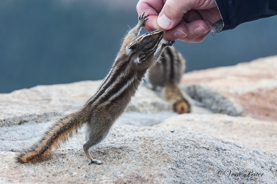 Kleiner Chipmunk