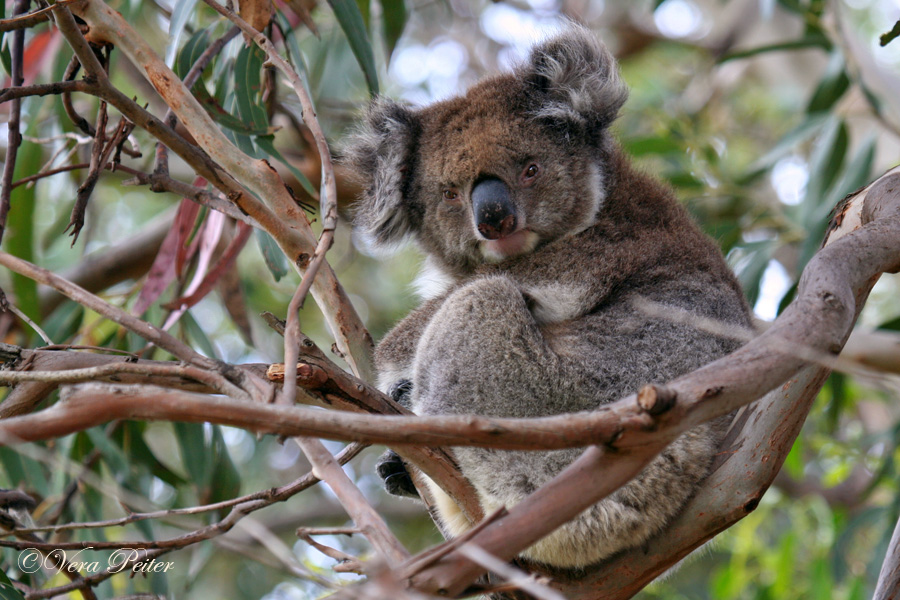 Koala