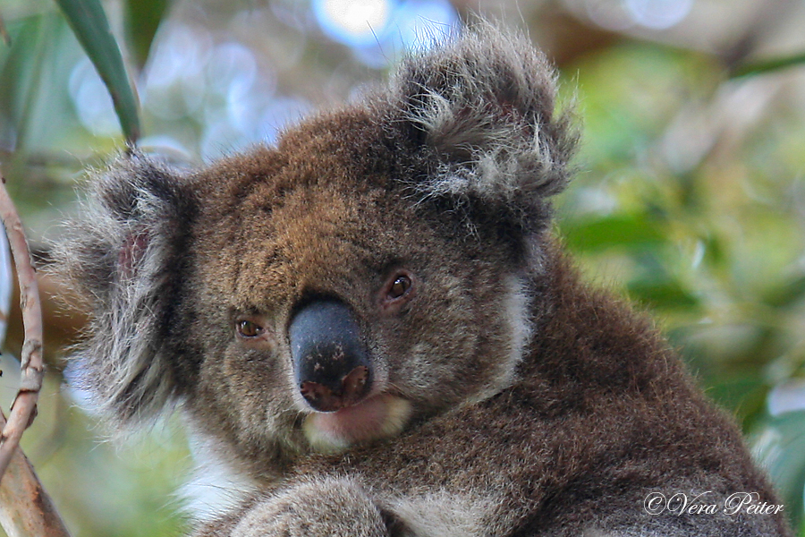Koala