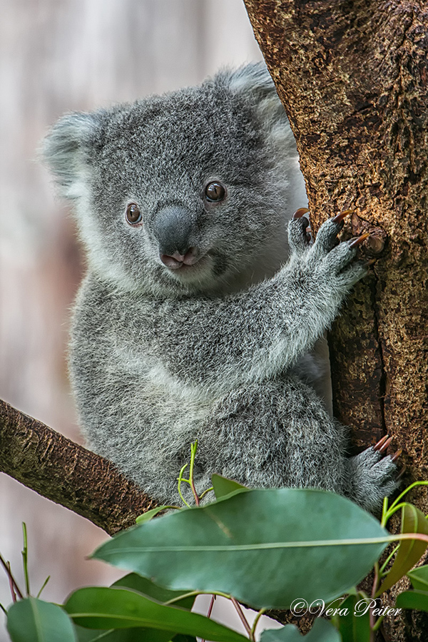 Koala