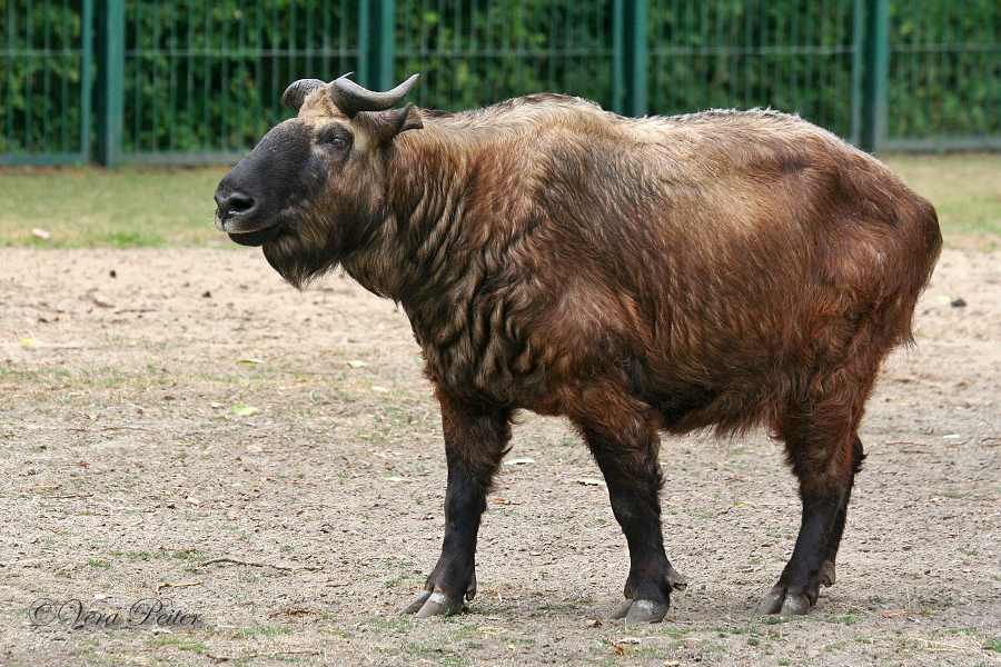 Mishmi-Takin