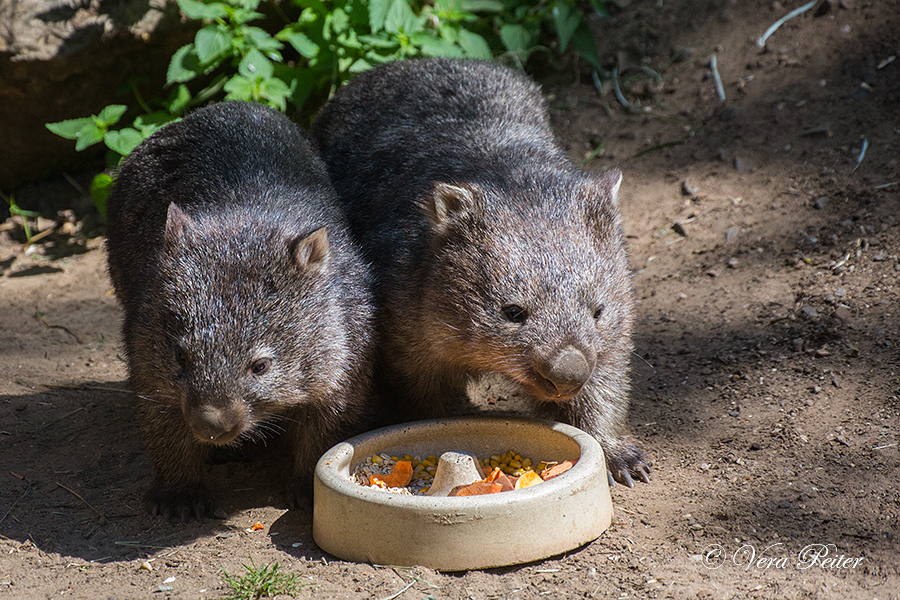 Nacktnasenwombat