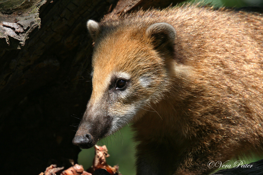 Nasenbär