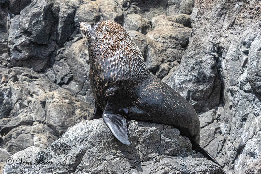 Neuseeländische Pelzrobbe (Arctocephalus forsteri)