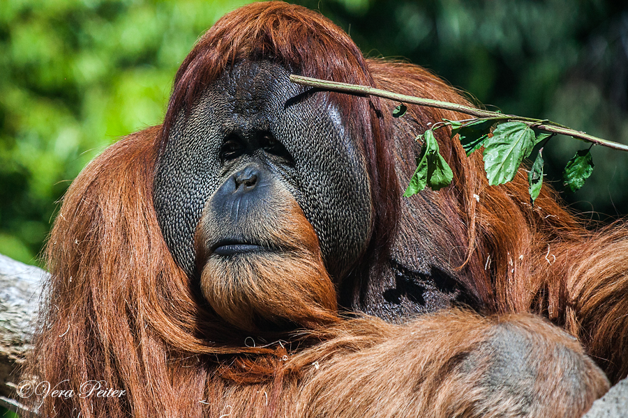 Orang-Utan