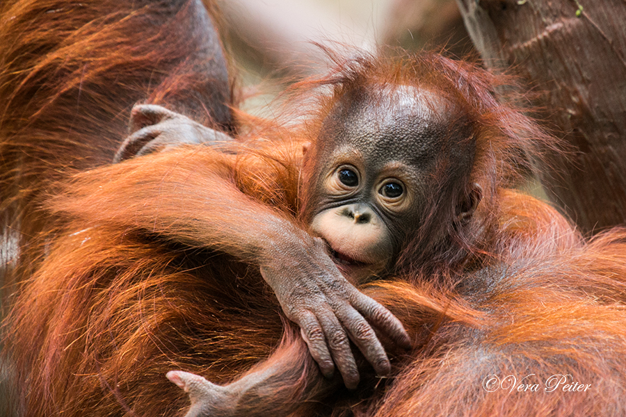 Orang-Utan