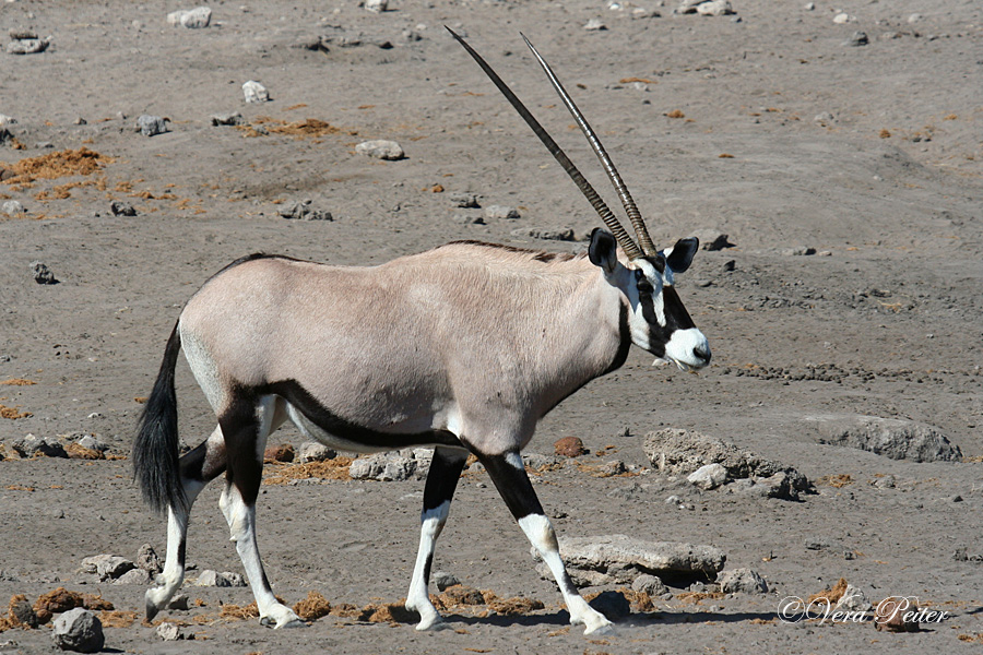 Oryx-Antilope