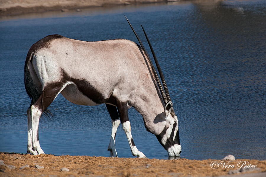 Oryx-Antilope