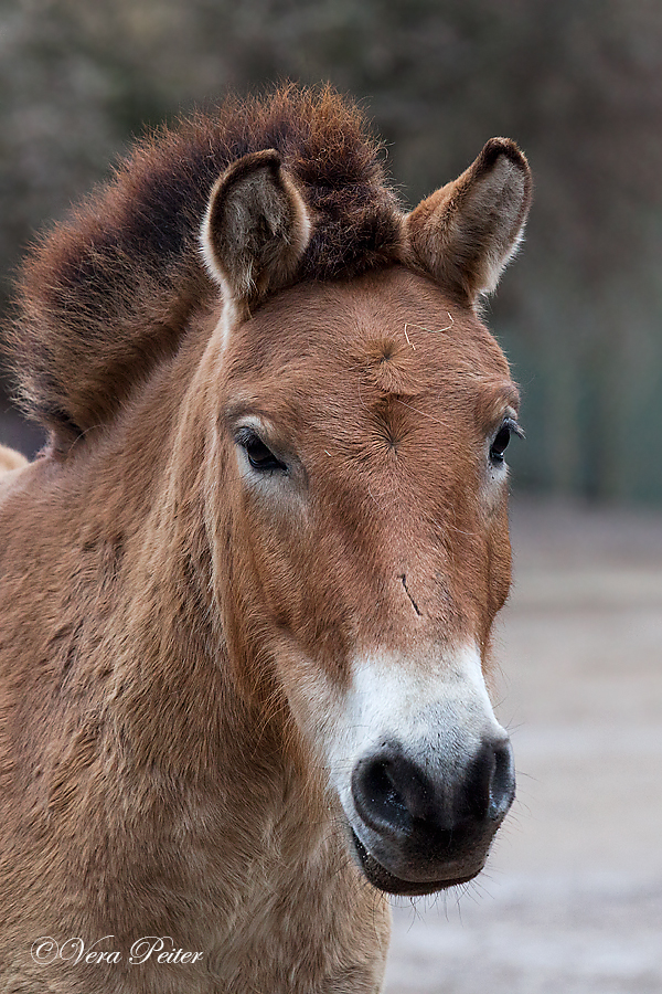 Przewalski-Pferd