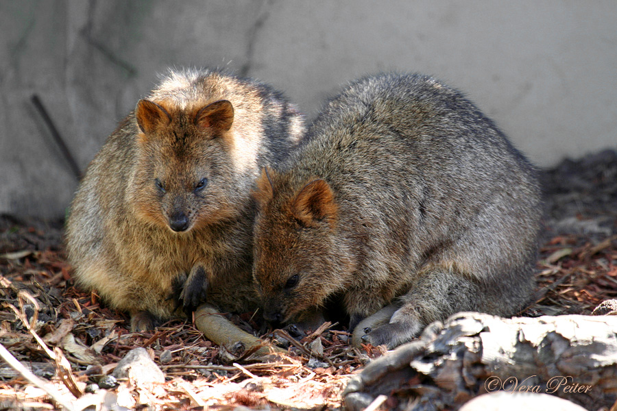 Quokka