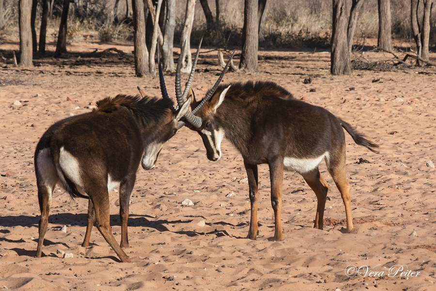 Rappenantilope